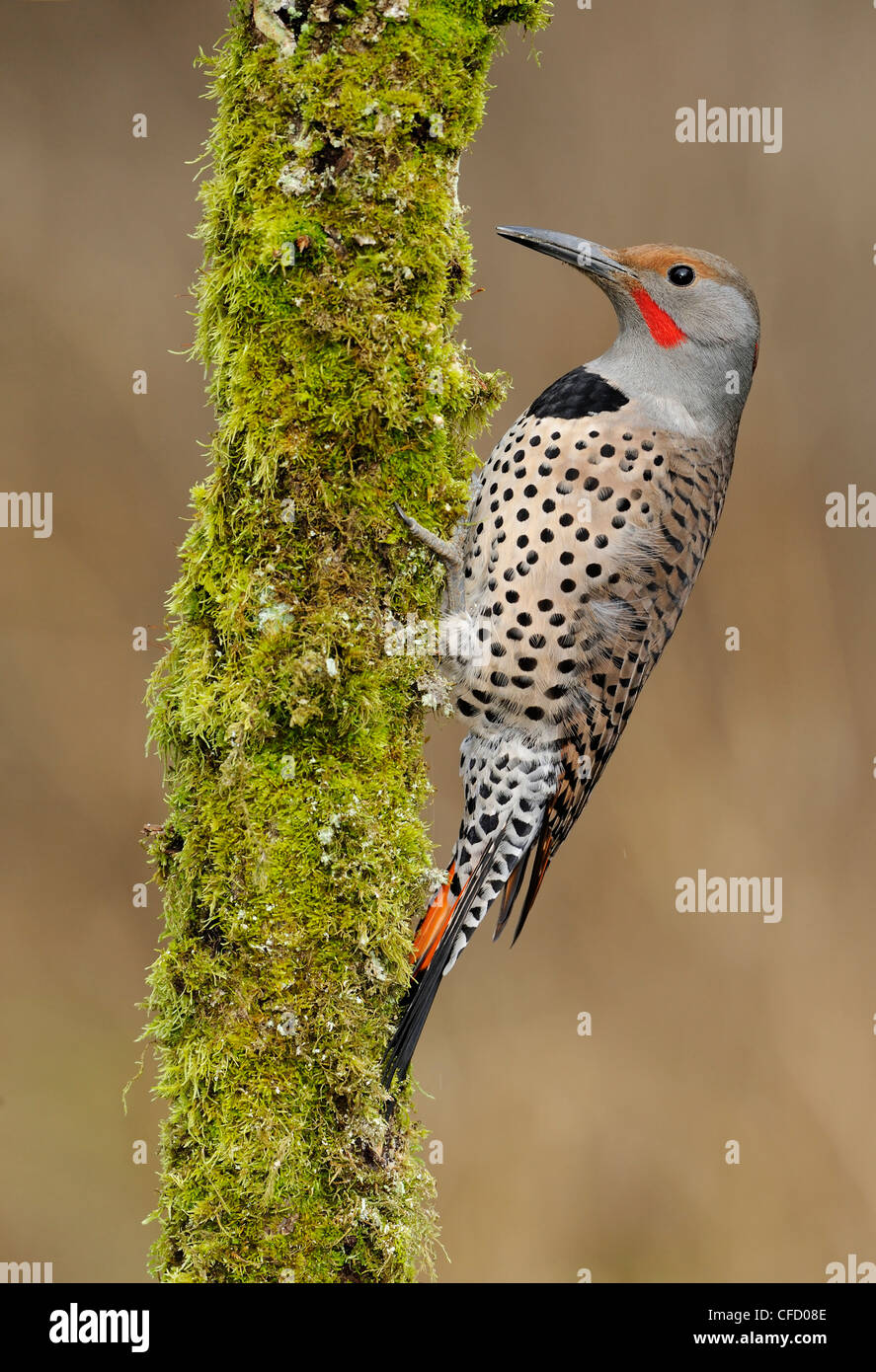 Northern Flicker (Colaptes auratus) drilling for food Victoria, British Columbia, Canada Stock Photo