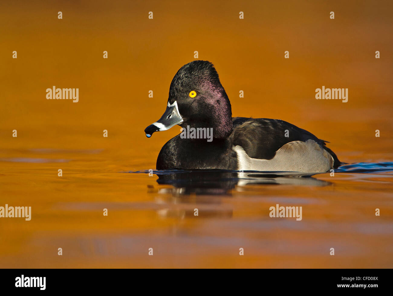 White bellied duck hi-res stock photography and images - Alamy
