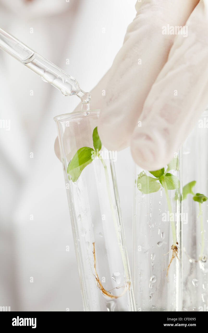 Scientist drops liquid on plant specimen in test tubes Stock Photo