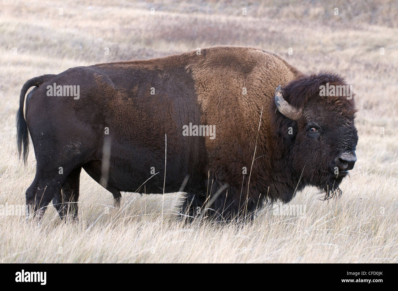 American Bison Bison bison feeding tall grass Stock Photo Alamy