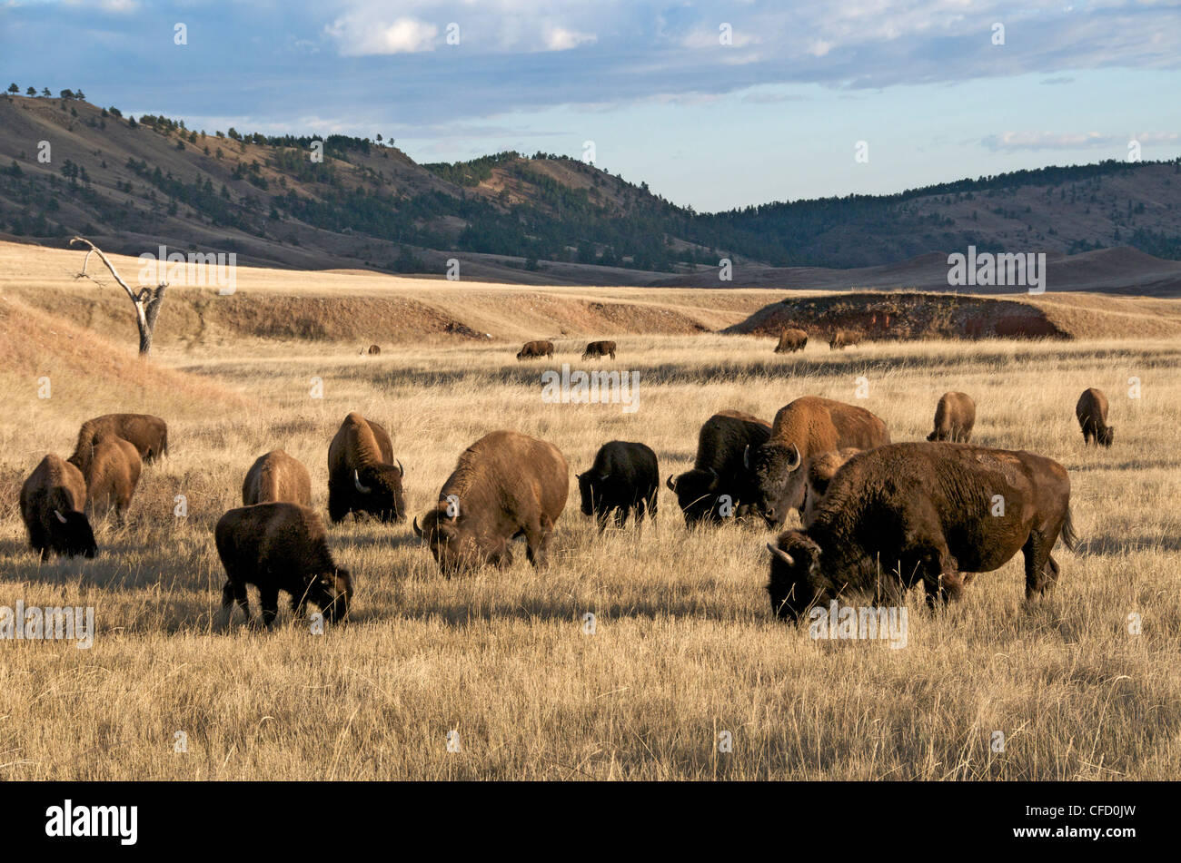 Scene herd American Bison mixed grass prairie Stock Photo Alamy