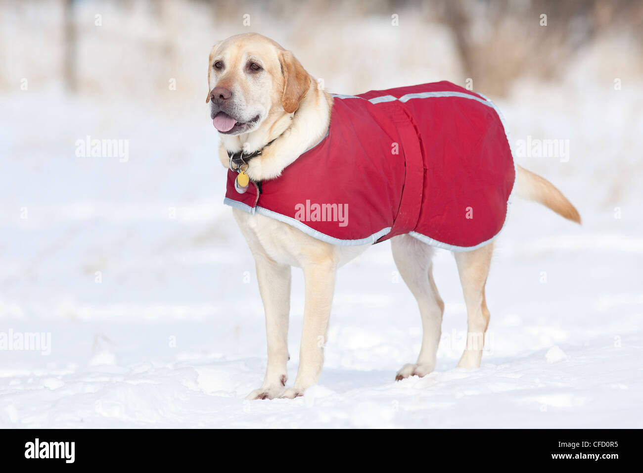 Yellow Labrador Retriever dog wearing his coat, on a cold winter day. Assiniboine Forest, Winnipeg, Manitoba, Canada. Stock Photo