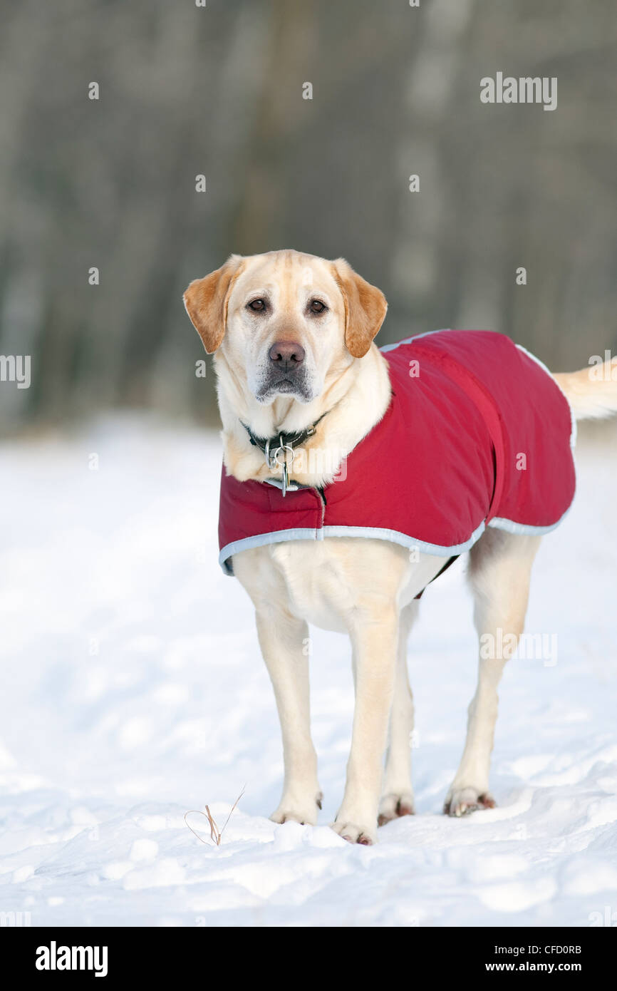 Yellow Labrador Retriever dog wearing his coat, on a cold winter day. Assiniboine Forest, Winnipeg, Manitoba, Canada. Stock Photo