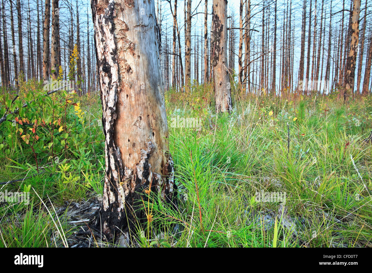 Forest fire aftermath and regrowth. Sandilands Provincial Forest