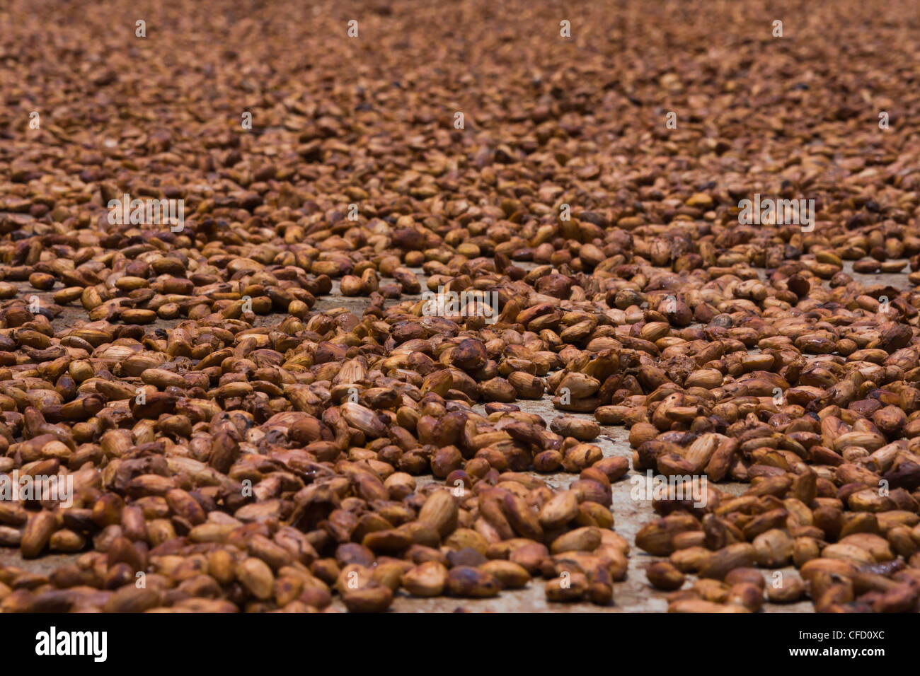 Cocoa beans from Ambanja, Madagascar Stock Photo Alamy