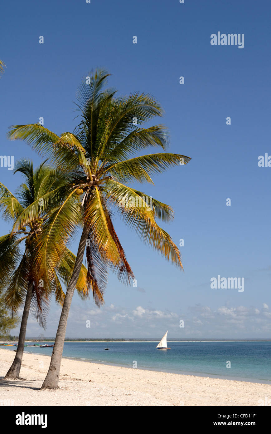Coconut palm and dhow, Pangane beach, Mozambique, Africa Stock Photo