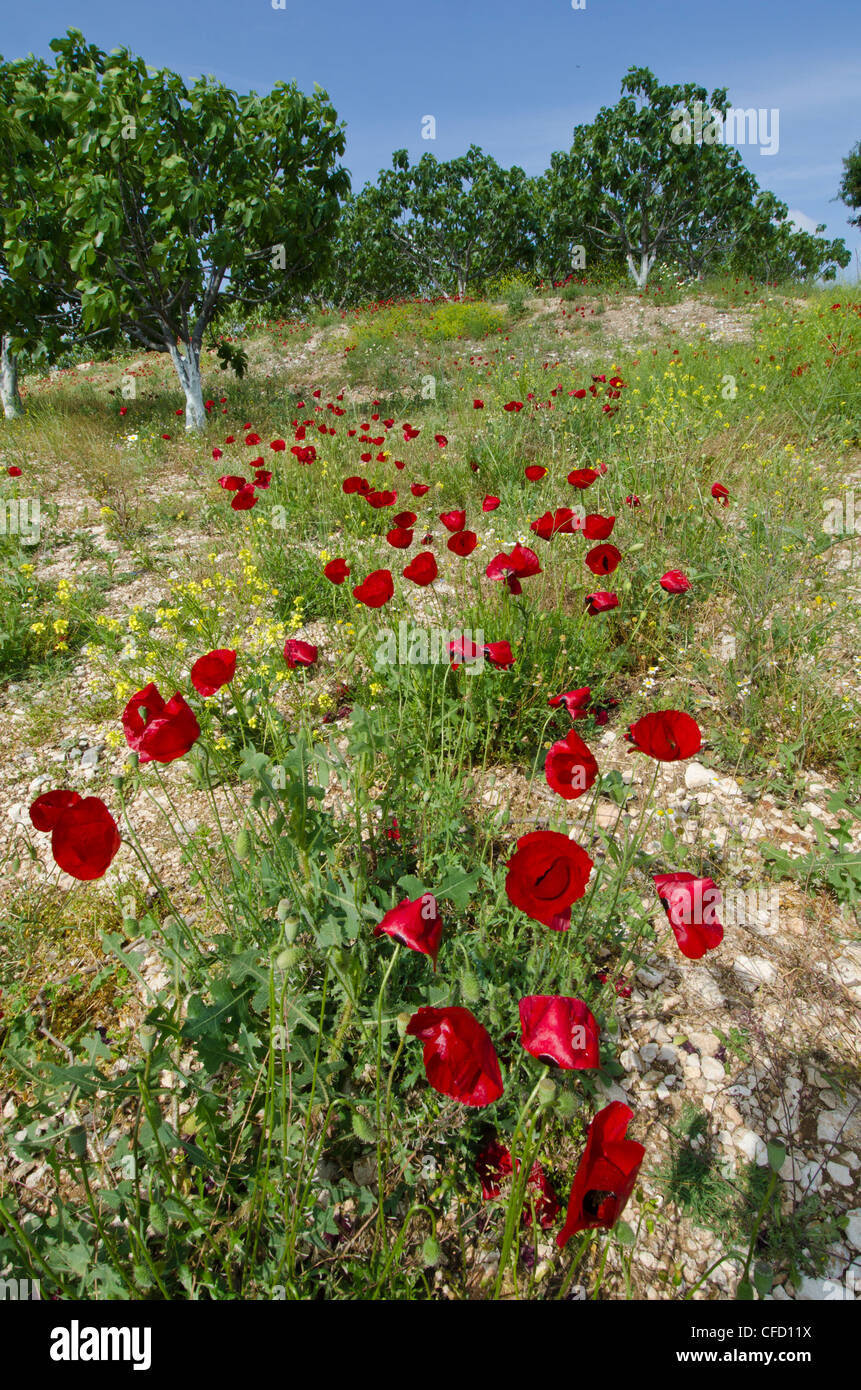 Poppies in olive grove near Kuşadası, a resort town on Turkey's Aegean coast in Aydın ProvinceTurkey Stock Photo