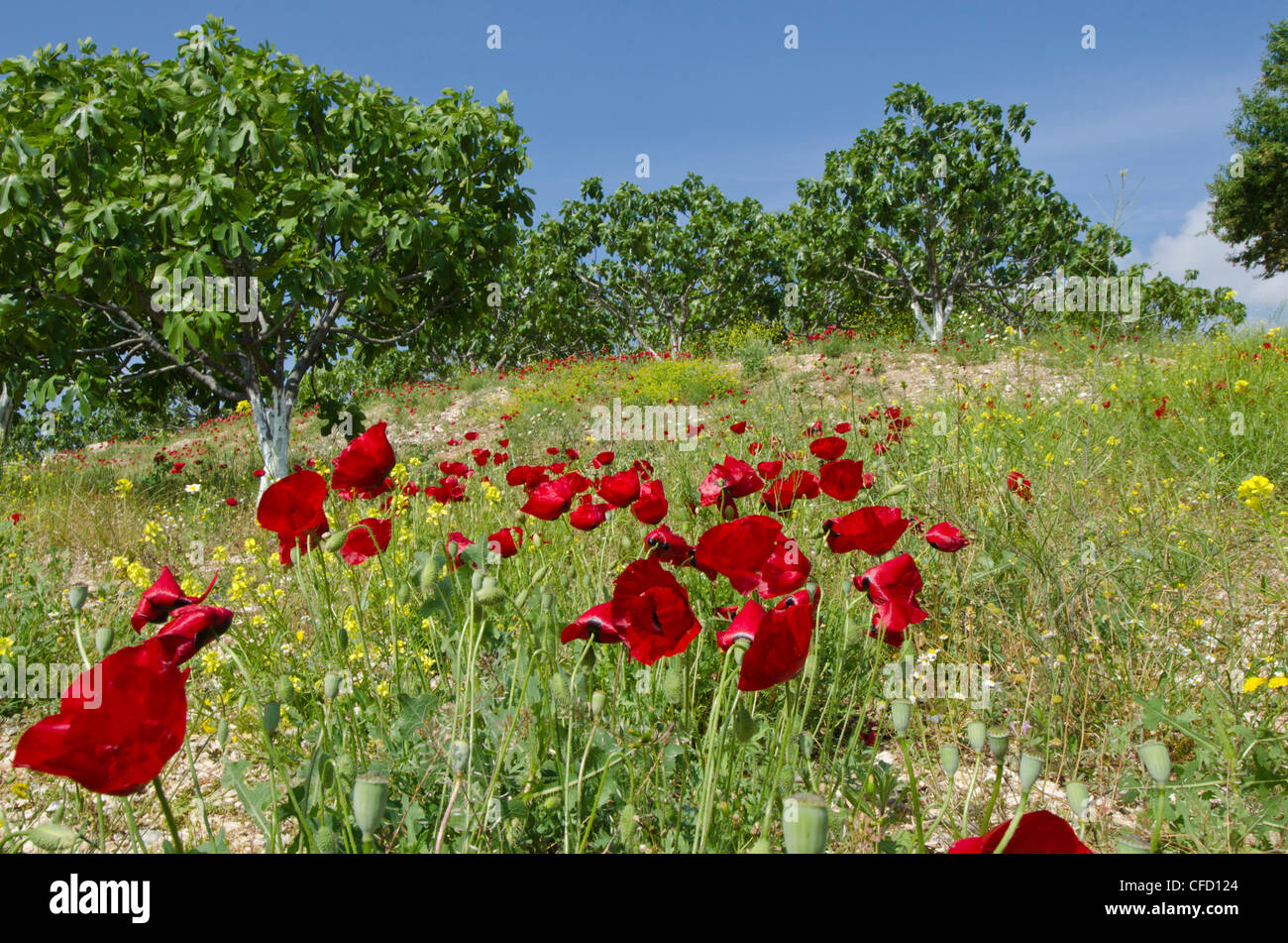 Poppies in olive grove near Kuşadası, a resort town on Turkey's Aegean coast in Aydın ProvinceTurkey Stock Photo