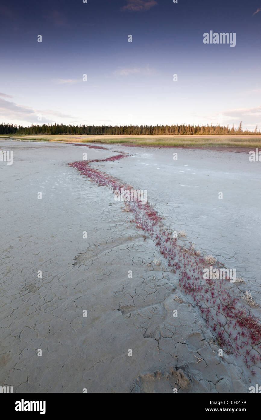 The Salt Plains in Wood Buffalo National Park located on the border of Alberta and the Northwest Territories, Canada Stock Photo