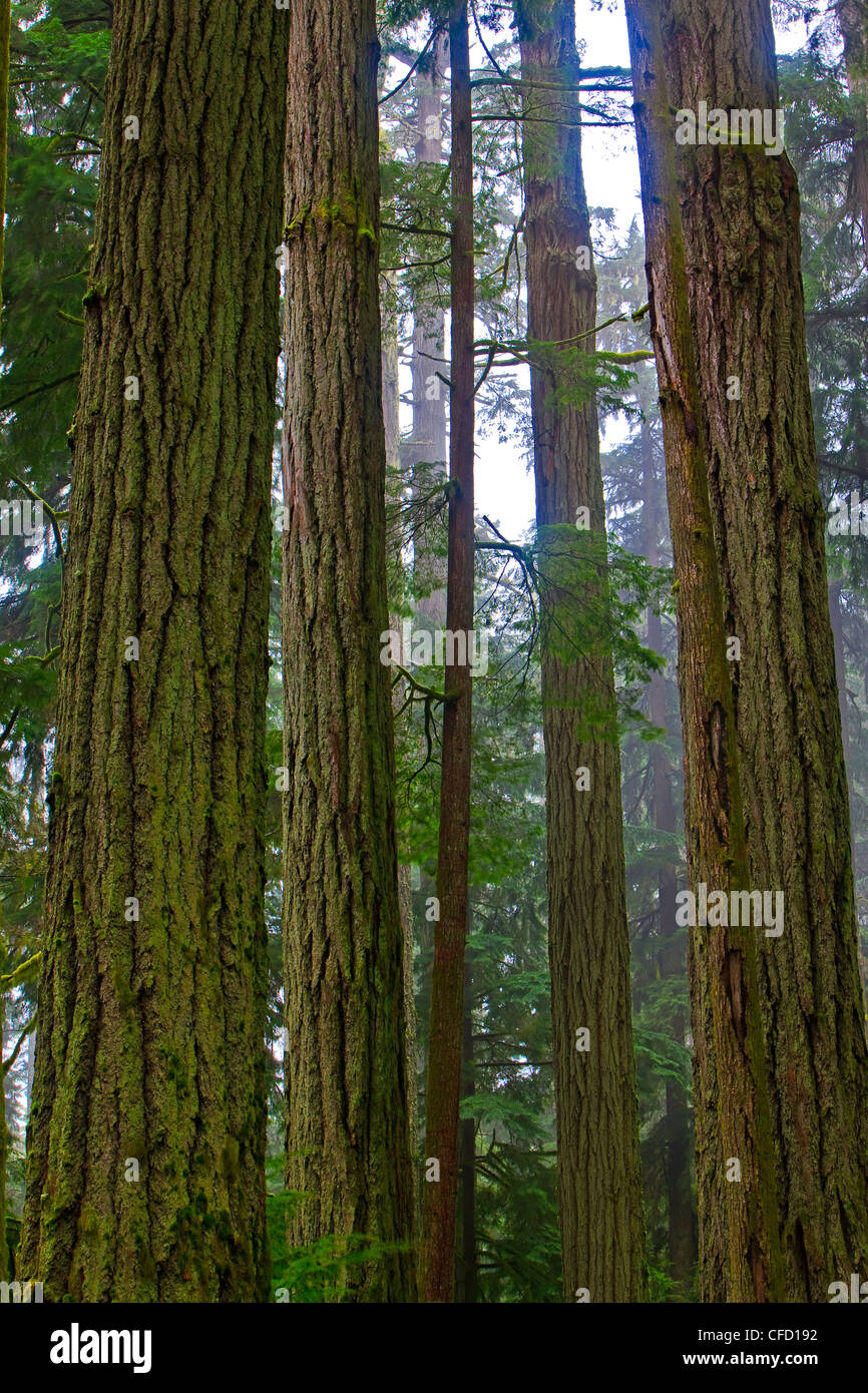 Tall straight Douglasfir trees Stock Photo Alamy