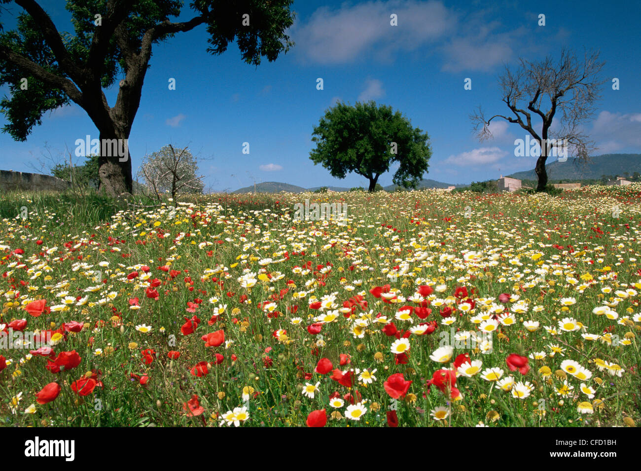 Spring flowers, Majorca, Balearic Islands, Spain, Europe Stock Photo