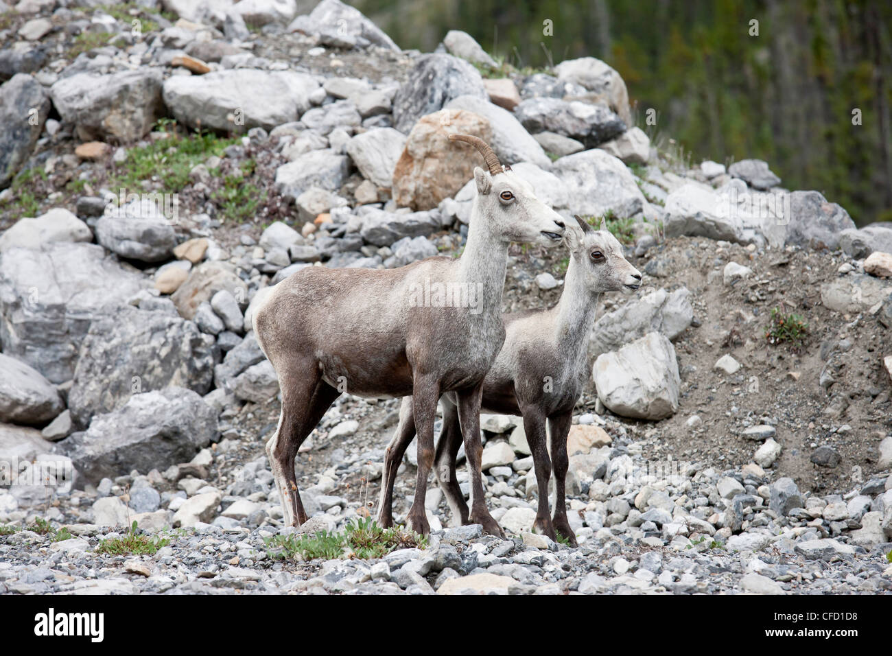 One Female Stone Sheep Ovis Hi res Stock Photography And Images Alamy