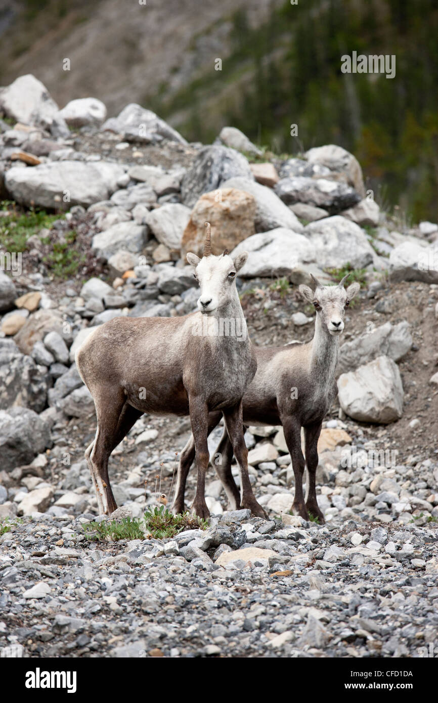 A female Stone Sheep (Ovis dalli stonei) with one horn and its lamb, Muncho Lake Provincial Park, British Columbia, Canada Stock Photo