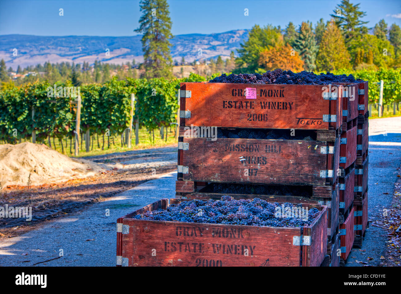 Bins of harvested grapes at a vineyard in Kelowna, Okanagan, British Columbia, Canada. Stock Photo