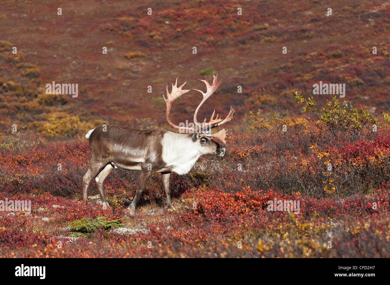Barren-ground caribou (Rangifer tarandus granti), bull, on fall tundra, Denali National Park, Alaska, United States of America Stock Photo