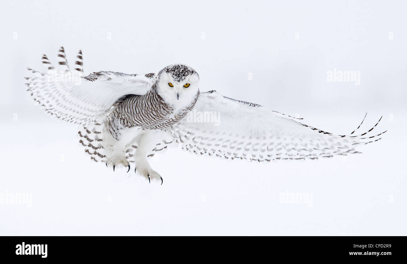 Snowy Owl in flight, Ottawa, Canada Stock Photo