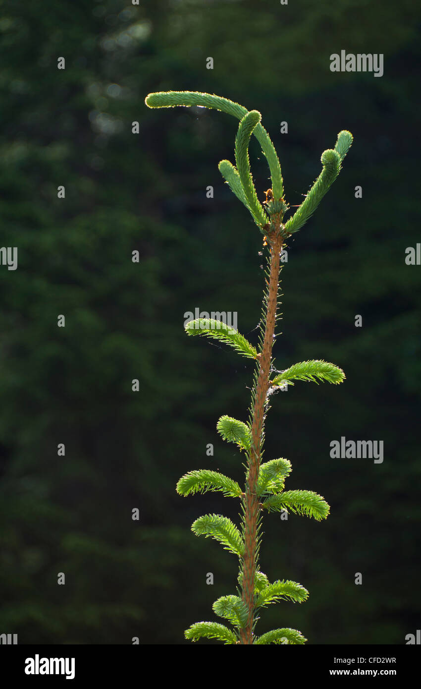 Leader of young spruce tree, British Columbia, Canada Stock Photo