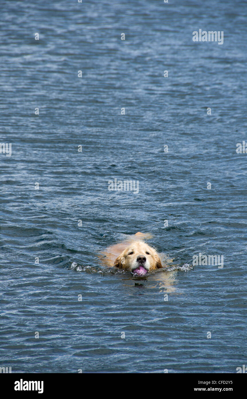 Golden retriever tennis balls mouth hires stock photography and images Alamy