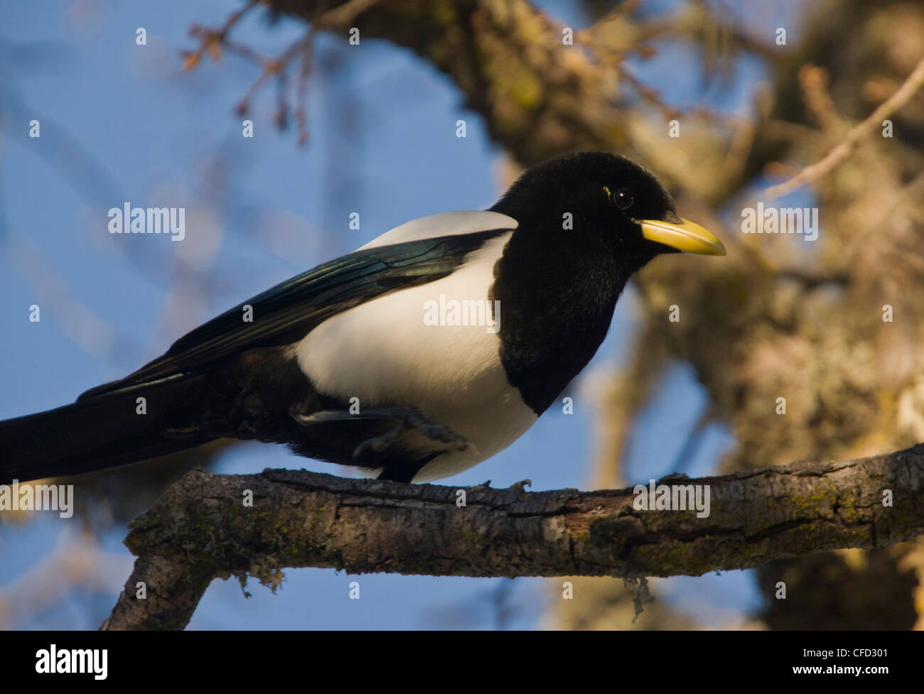 Yellow-billed Magpie, Pica nuttalli perched in tree. Endemic to ...