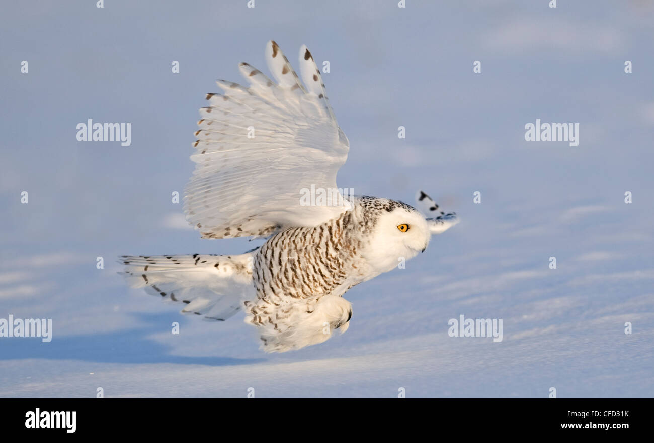 Snowy Owl, Ottawa, Canada Stock Photo