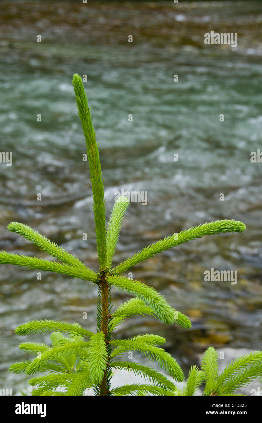 Leader of young spruce tree by creek, British Columbia, Canada Stock Photo