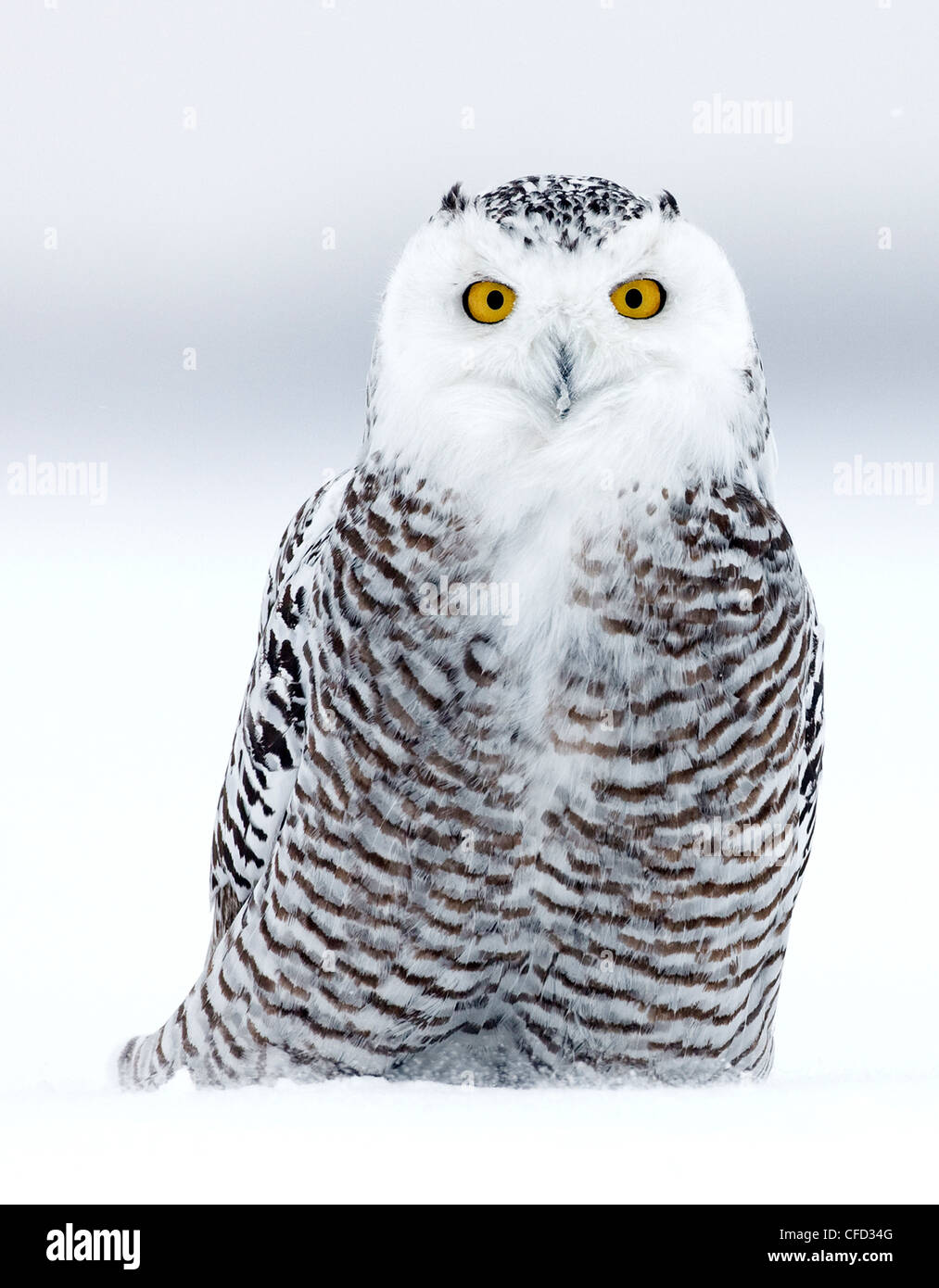 Portrait of a Snowy Owl, Ottawa, Canada Stock Photo
