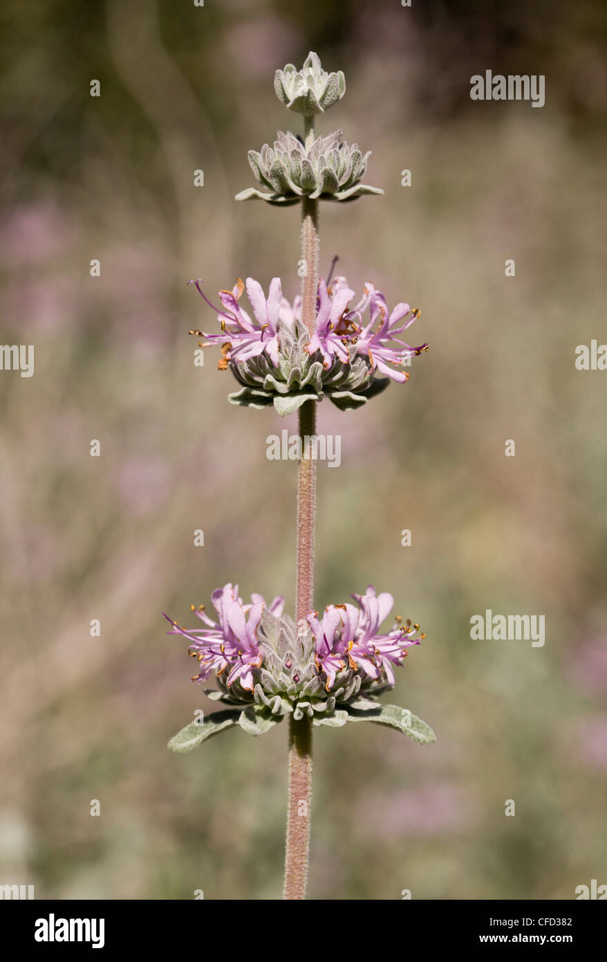 Purple sage or Gray sage, Salvia leucophylla, California, USA Stock Photo