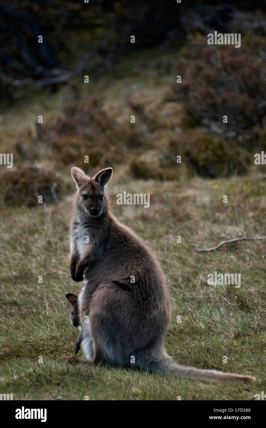 Tamar Wallaby with joey in pouch, Walls of Jerusalem National Park, UNESCO World Nature Site, Tasmania, Australia Stock Photo