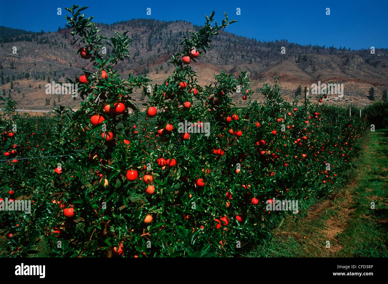 Okanagan apples ripe in orchard, Osoyoos, British Columbia, Canada