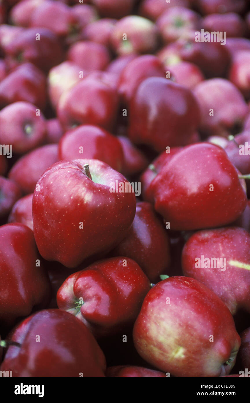 Apples harvested in crates at orchard, British Columbia, Canada Stock