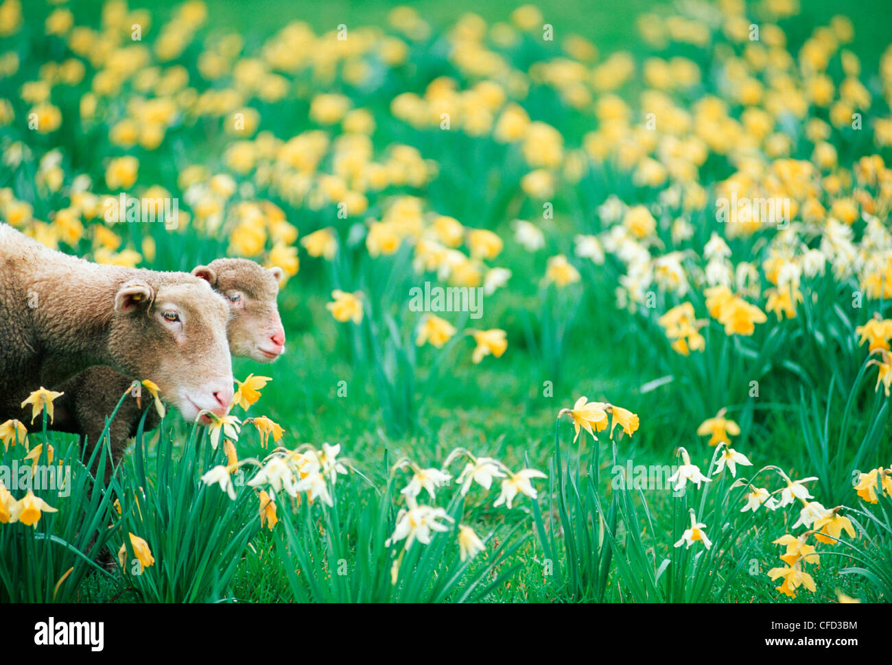 Lamb daffodil hires stock photography and images Alamy