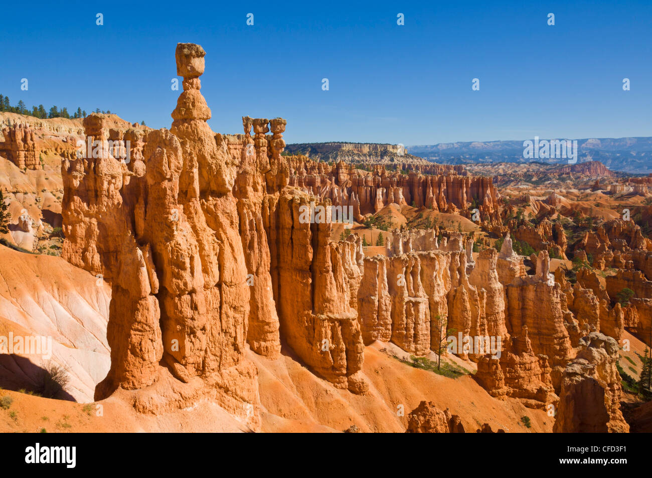 Thor's Hammer, Bryce Canyon National Park, Utah, USA Stock Photo