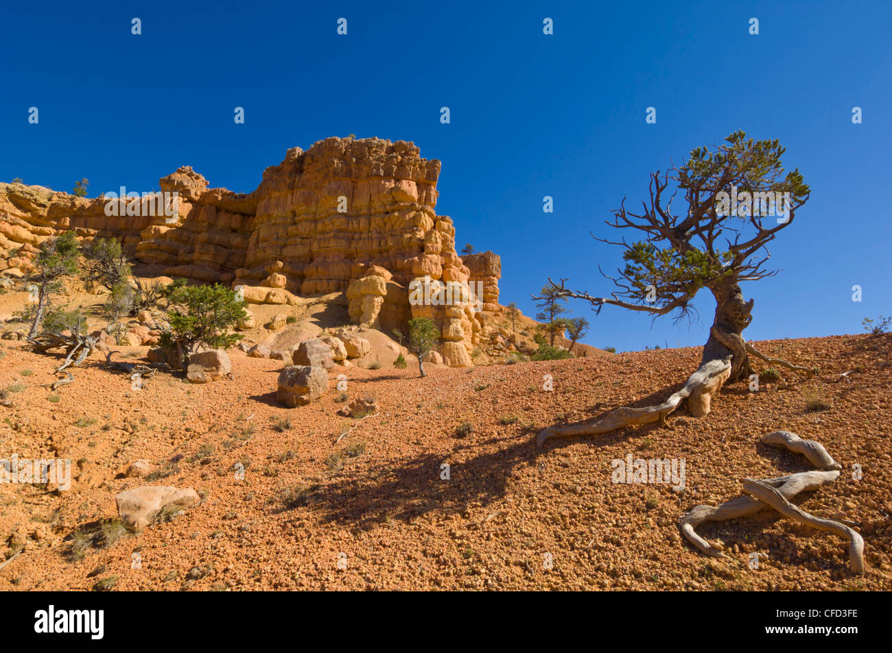 Sandstone cliffs of Claron formation, Pink Ledges Trail, Red Canyon, Utah, United States of America, Stock Photo
