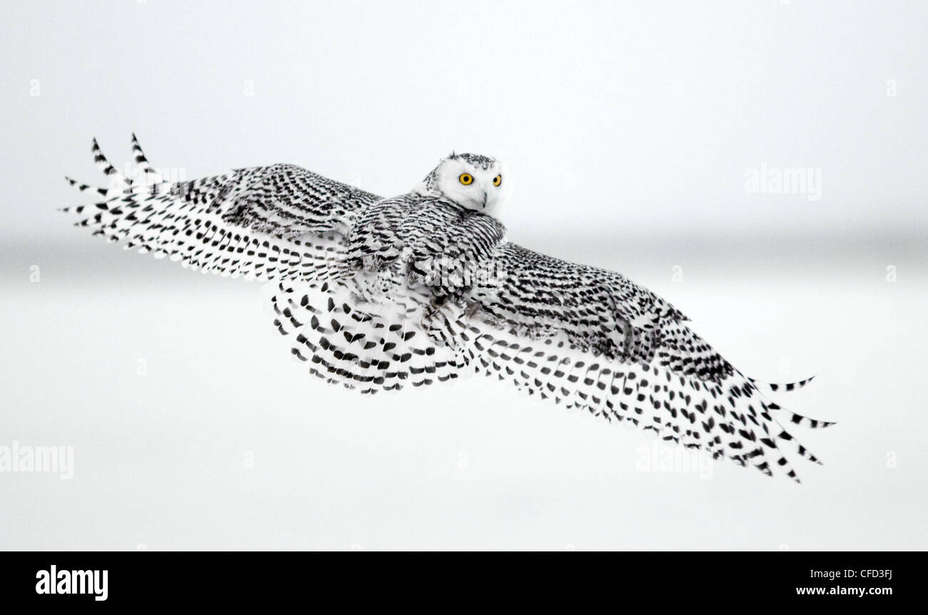 Snowy Owl flying, Ottawa, Canada Stock Photo