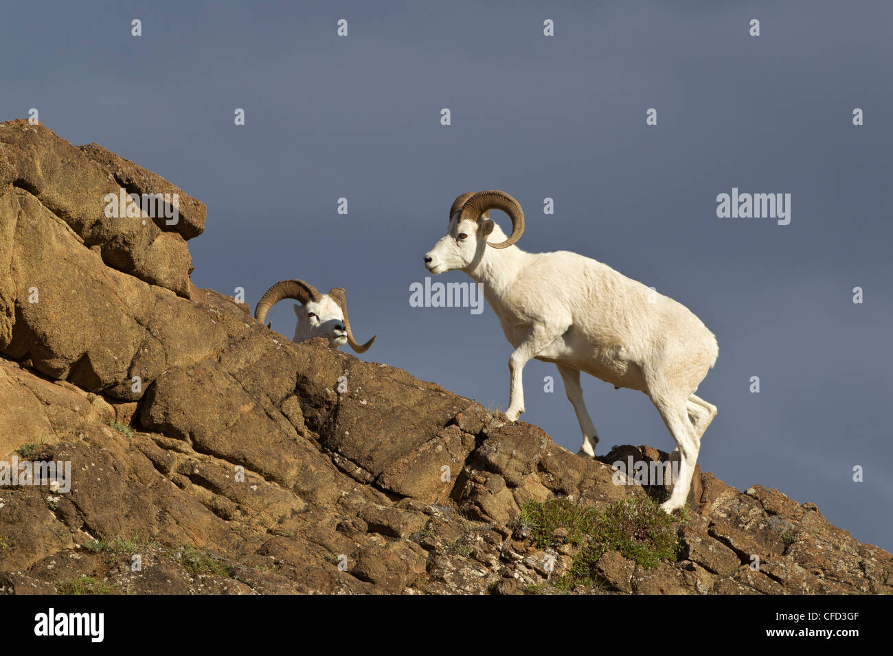 Dall sheep (Ovis dalli dalli), rams, Polychrome Pass, Denali National Park, Alaska, United States of America Stock Photo