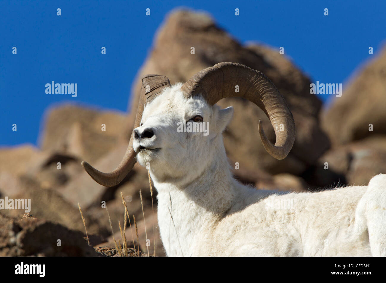 Dall sheep (Ovis dalli dalli), ram, Polychrome Pass, Denali National Park, Alaska, United States of America Stock Photo