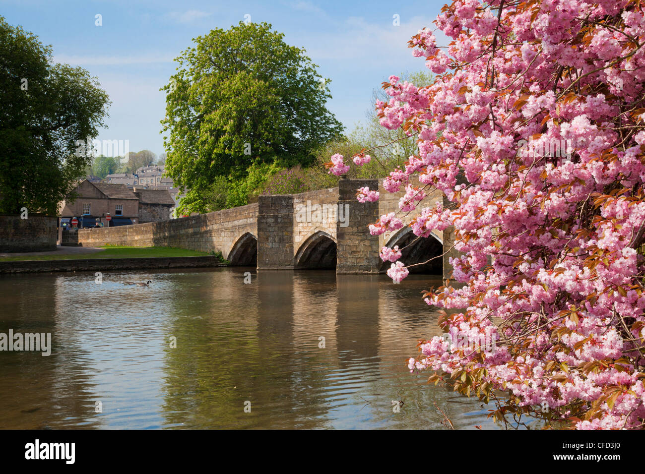 Pink cherry blossom on tree by the bridge over the River Wye, Bakewell, Peak District National Park, Derbyshire, England, UK Stock Photo