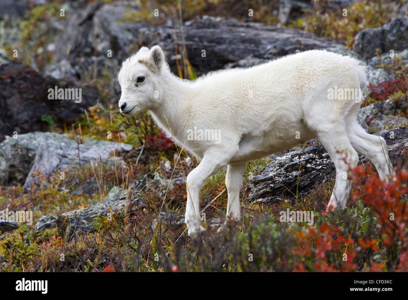 Dall sheep (Ovis dalli dalli), lamb, Savage River Loop, Denali National Park, Alaska, United States of America Stock Photo