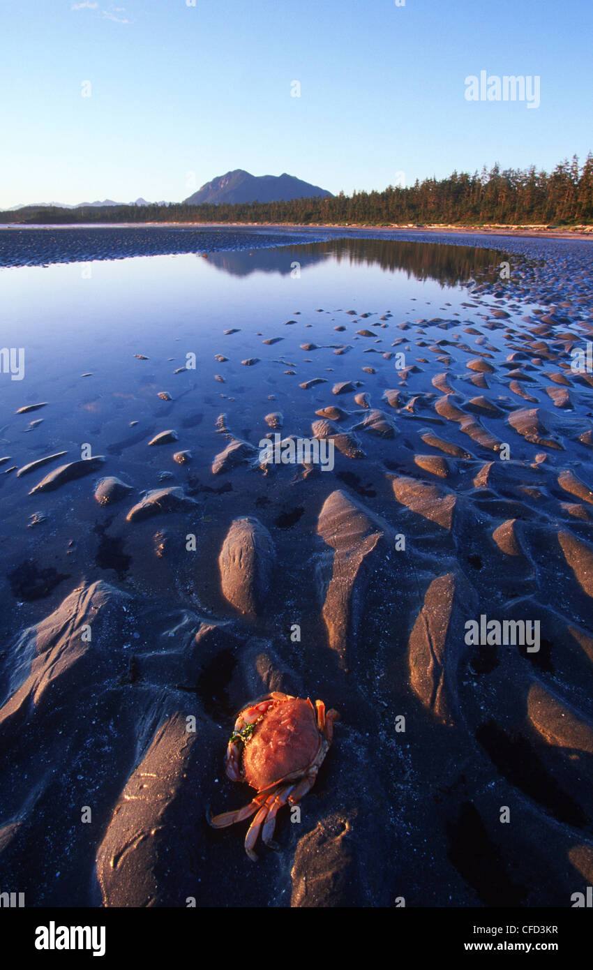 Dungeness crab on beach at low tide, Vargas Island, just north of