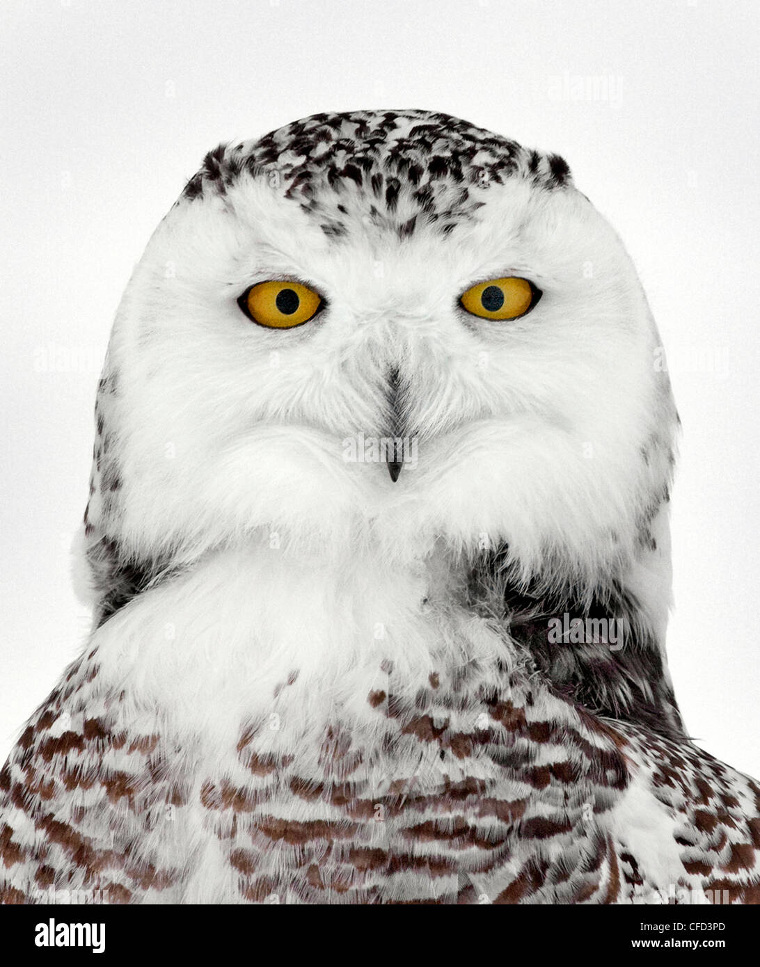 Snowy Owl portrait, Ottawa, Canada Stock Photo