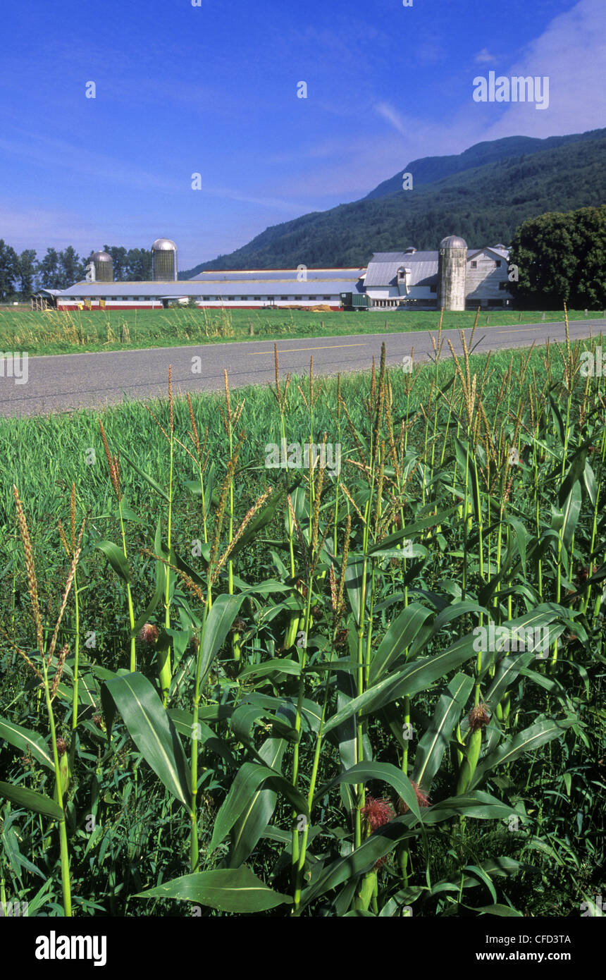 Fraser Valley farm near Chilliwack. Corn field and farm buildings