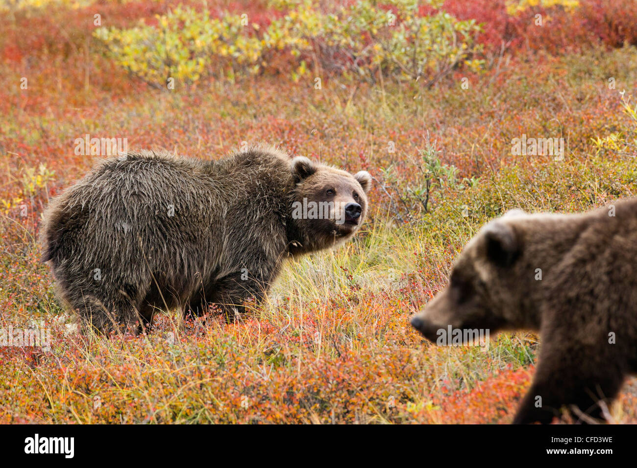Grizzly bear (Ursus arctos horribills), in fall colour, Denali National Park, Alaska, United States of America Stock Photo