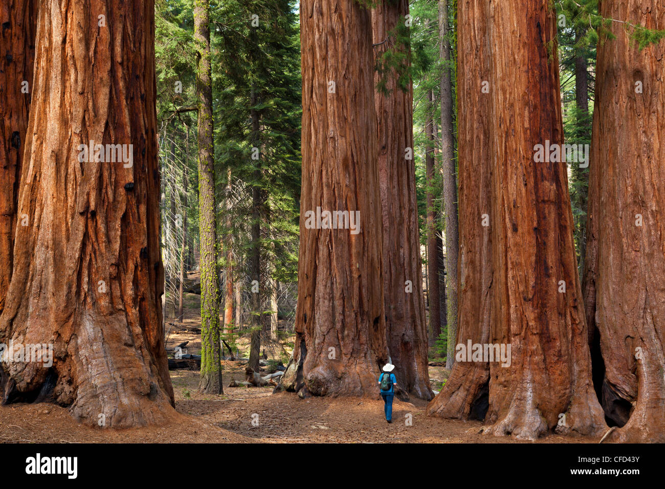 Hiker, admiring the Giant Sequoia trees (Sequoiadendron giganteum), Sequoia National Park, Sierra Nevada, California, USA Stock Photo