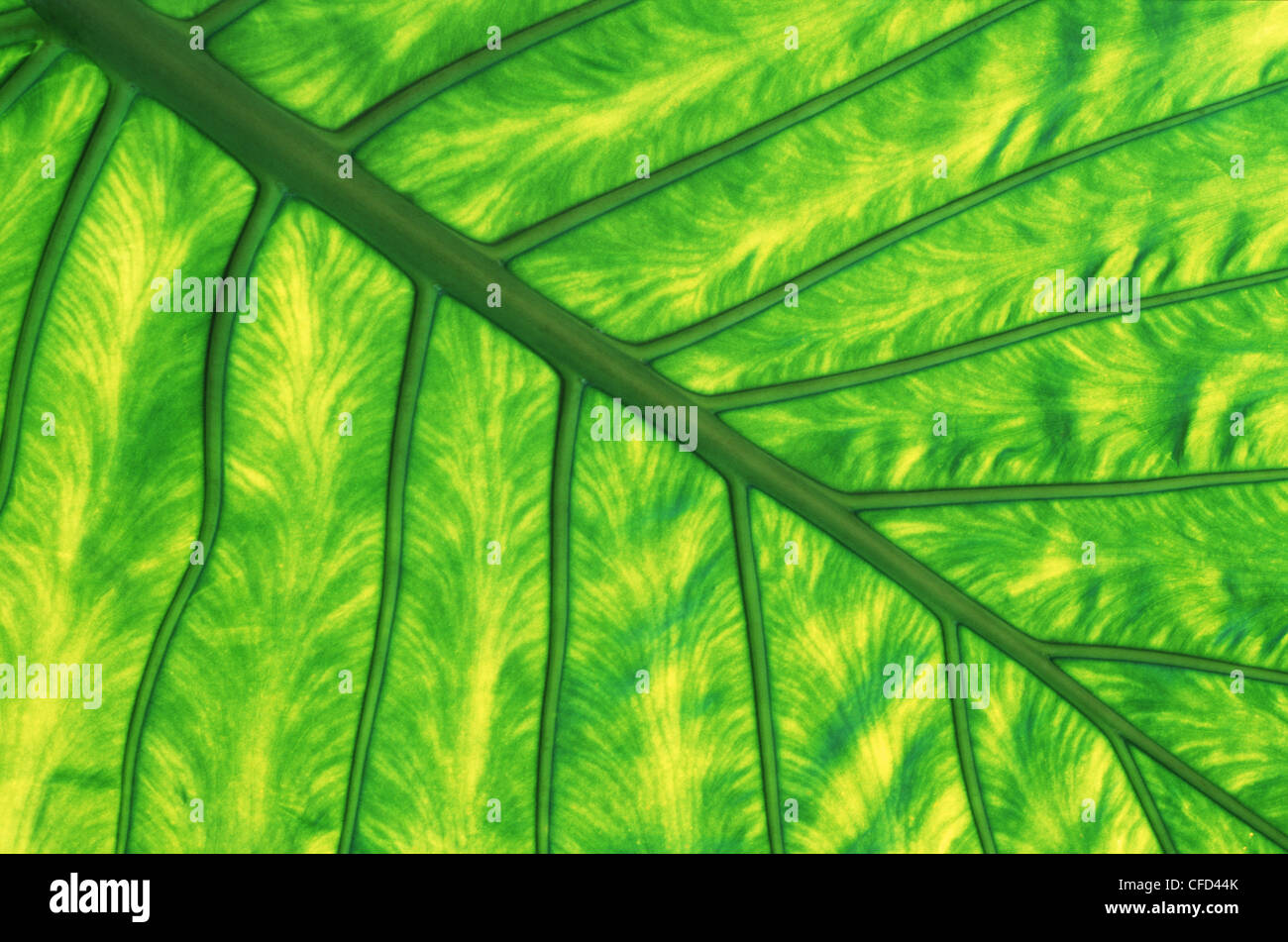 Natural abstract of skunk cabbage leaf patterns detail, British Columbia, Canada. Stock Photo