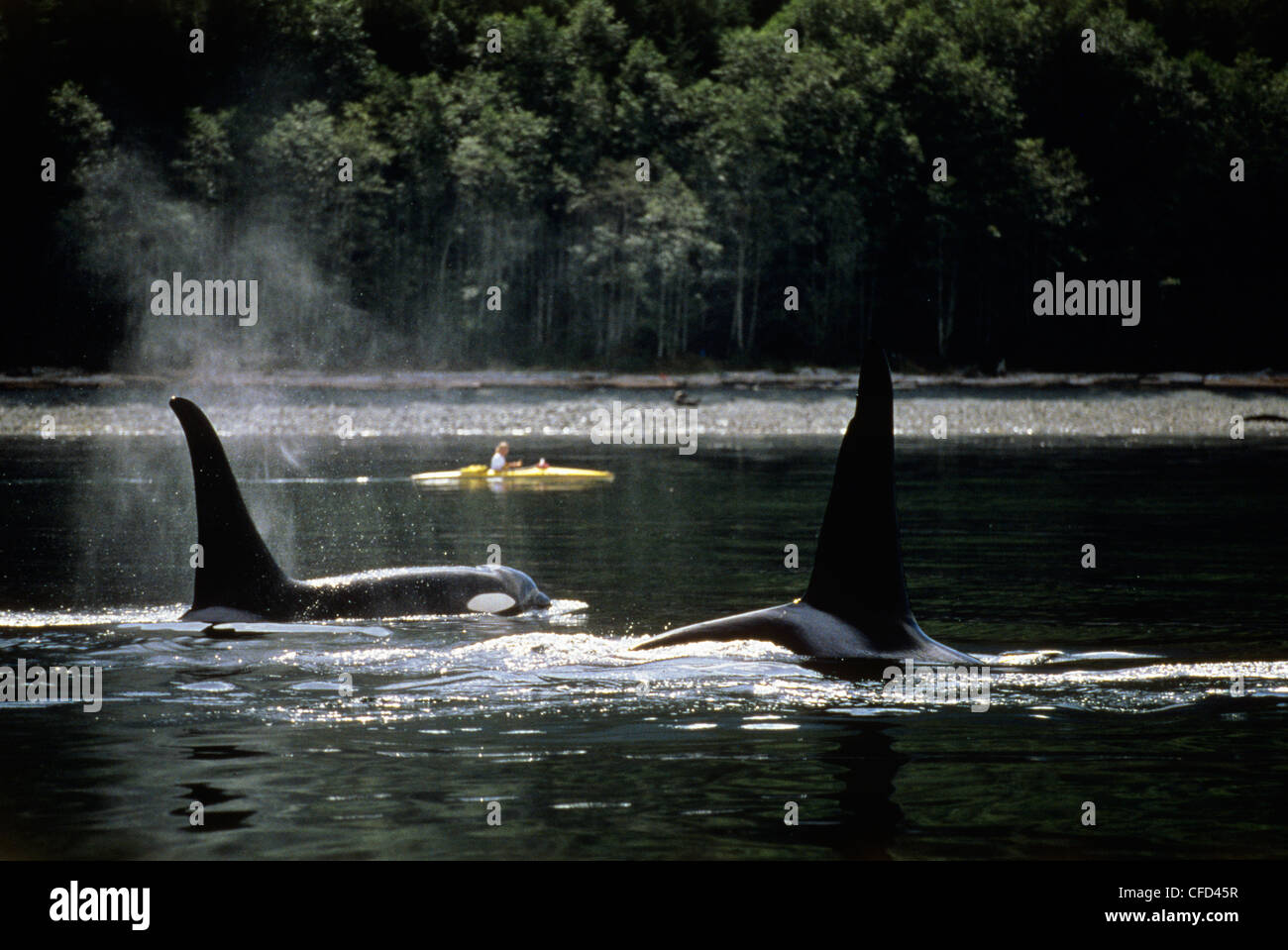 Killer Whales (Orcinus orca) 2 males frame sea kayak, Vancouver Island, British Columbia, Canada. Stock Photo