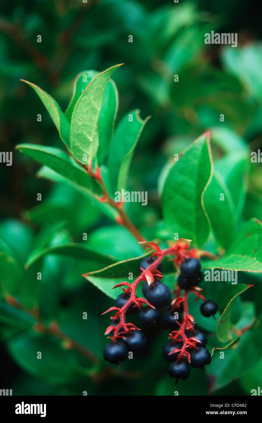 Queen Charlotte Islands - Hadia Gwaii - salal berries, British Columbia, Canada. Stock Photo