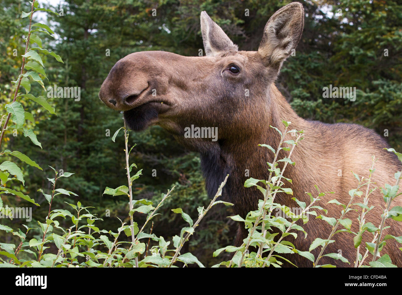 Moose (Alces alces gigas), cow eating willow (Salix sp.), just south of Denali National Park, Alaska, United States of America Stock Photo