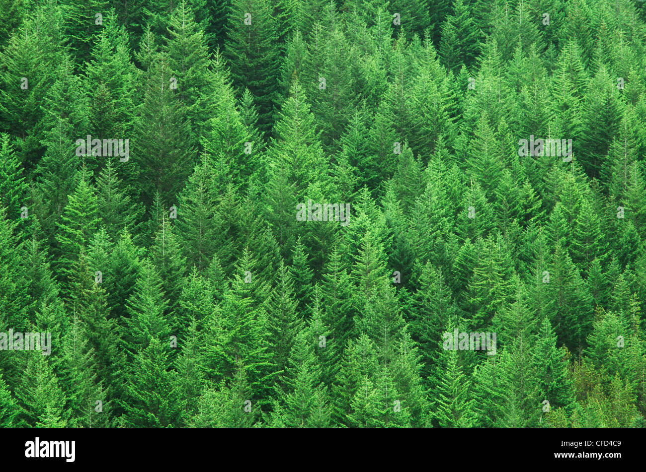 Reforested fir and hemlock trees on hillside, British Columbia, Canada. Stock Photo