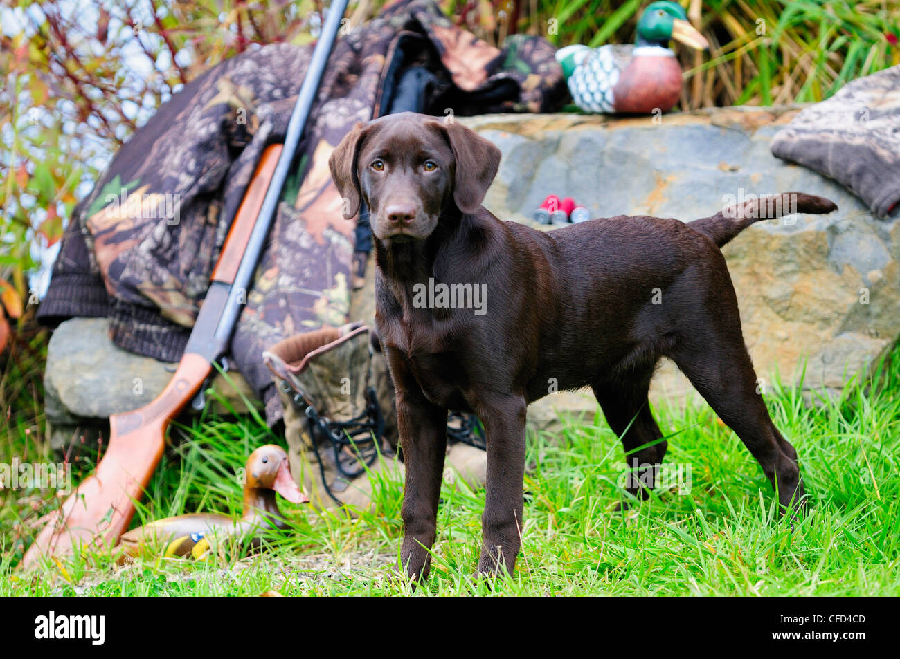 Chocolate Lab beside a Cooey12 gauge single shot shotgun, a camouflage jacket and boots, Duncan, British Columbia, Canada. Stock Photo
