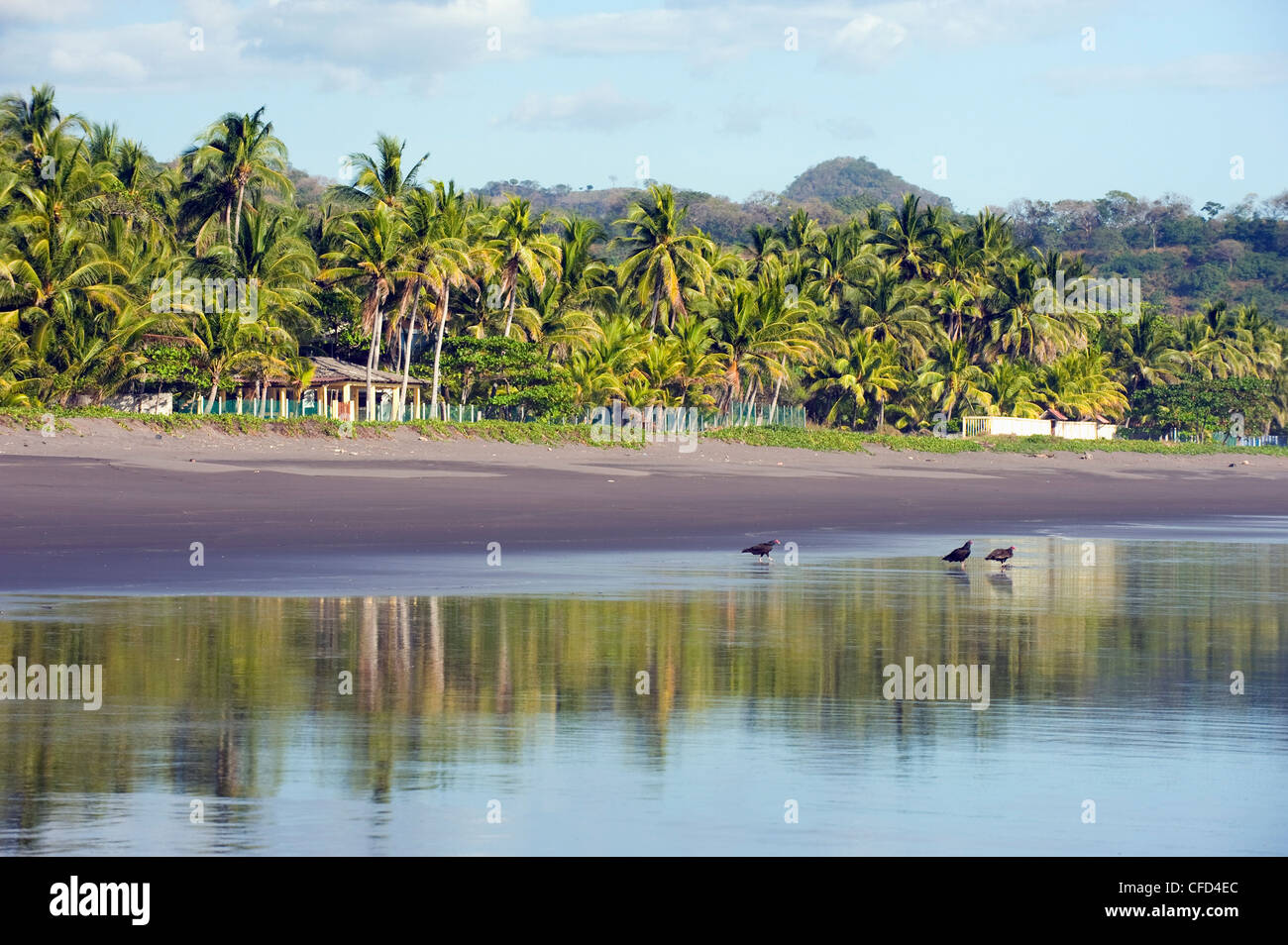 Vultures on the beach at Playa Sihuapilapa, Pacific Coast, El Salvador, Central America Stock Photo